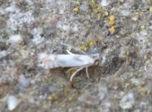 Phyllocnistis sp.